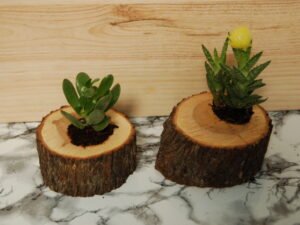 2 x log slice plant holder
