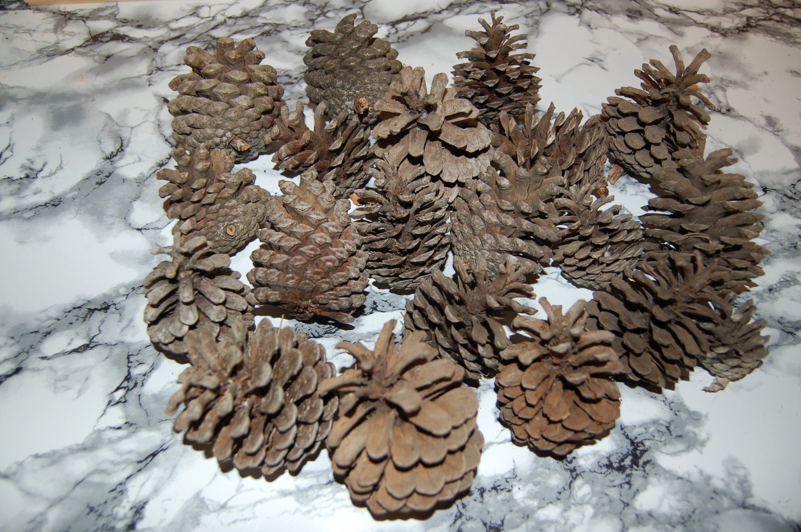 Pine Cones - Image 2