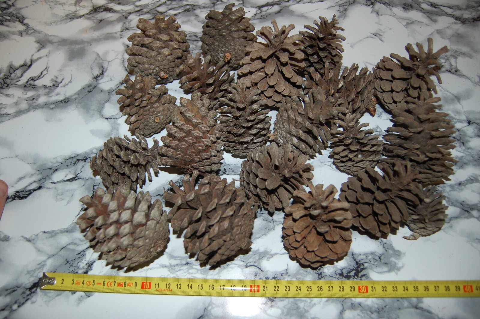 Pine Cones