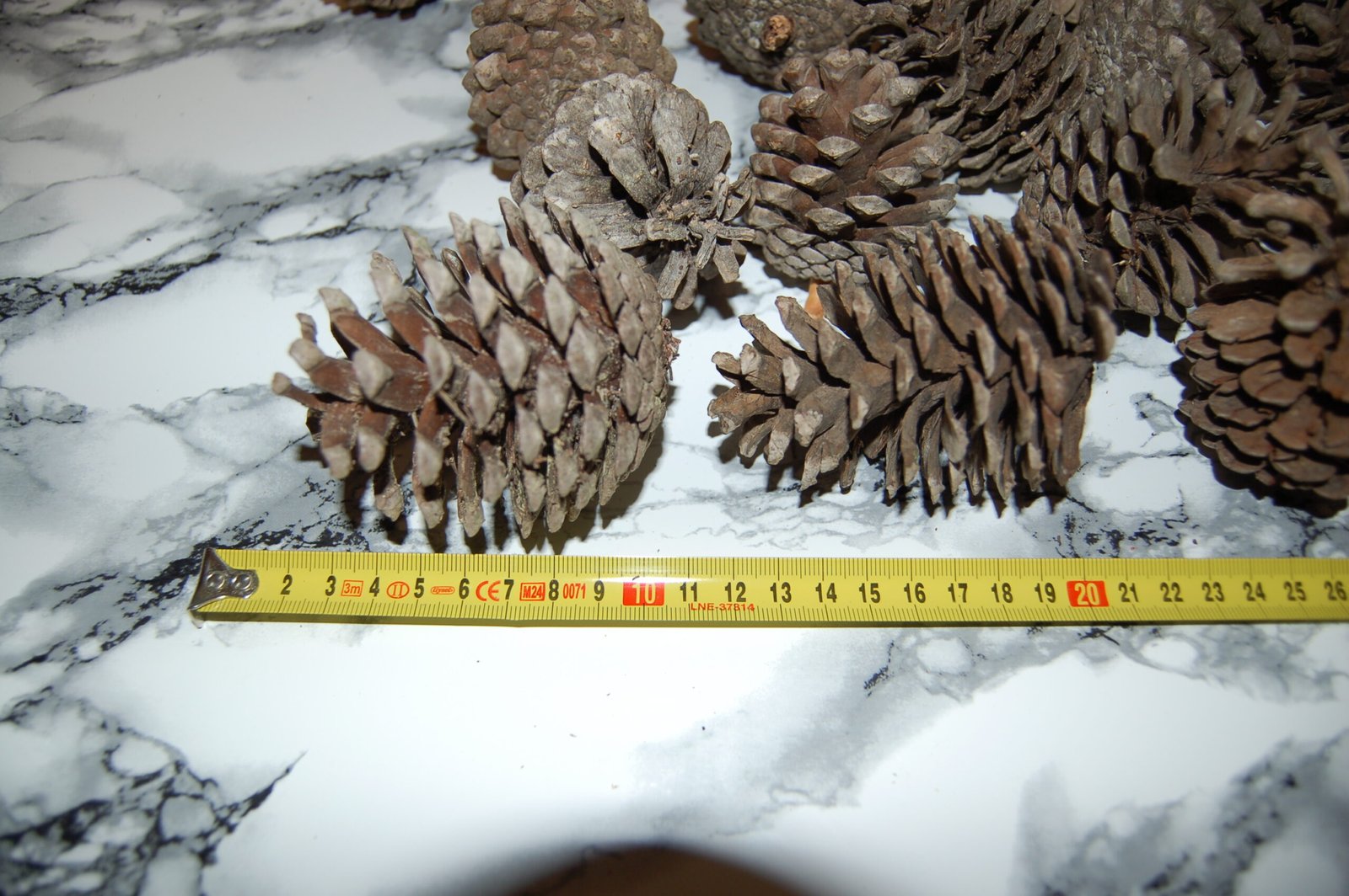 Pine Cones - Image 3
